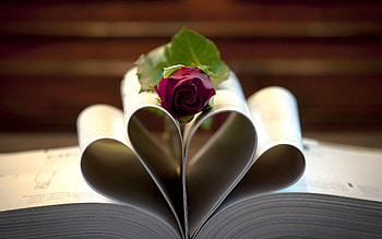 Love, Macro, Rose Flower, Rose, Page, Pages HD wallpaper