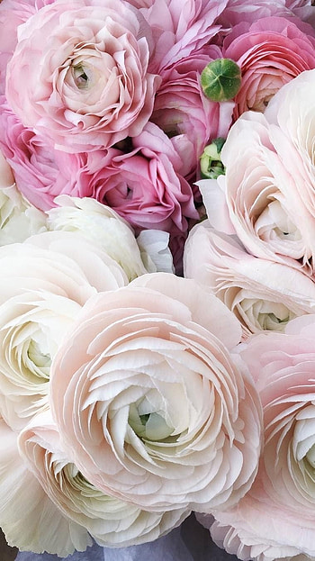 Ranunculus, Light Pink, Adorable, Flower HD phone wallpaper