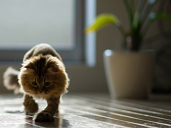 Cute cat, cute, cat, pet, animals HD wallpaper