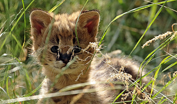 Serval, animal, grass, cat HD wallpaper