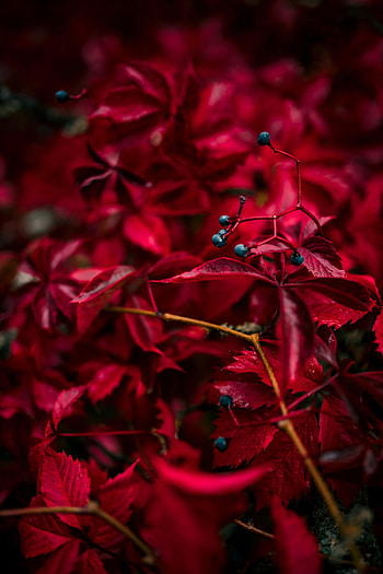Nature, Autumn, Leaves, Berry, Veins HD phone wallpaper