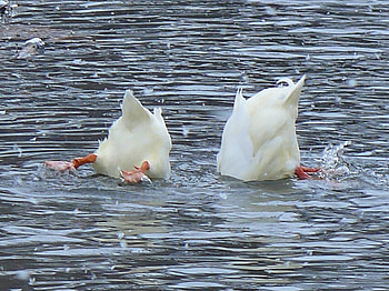Splish Splash, ducks, splashing, water, diving, bathing HD wallpaper