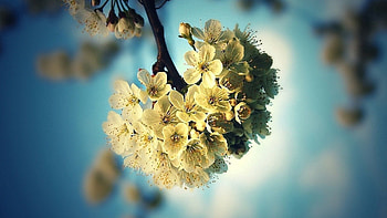 Flowers, Macro, Light, Bud, Branch, Light Coloured HD wallpaper