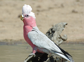 Animals, Parrots, Bird, Beautiful, Galah HD wallpaper