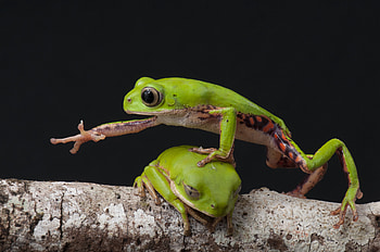 Two male Roe's leaf frogs (Pithecopus roei) in Bahia, Brazil - also called Mertens' leaf frog, Animal, frog HD wallpaper