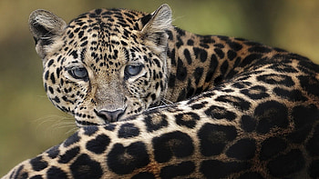 Animals, Leopard, To Lie Down, Lie, Muzzle, Big Cat HD wallpaper