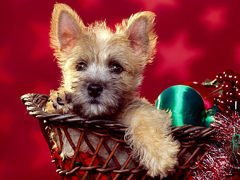Christmas Puppy, cute, puppy, Christmas, ornaments HD wallpaper