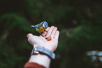 Bird, Animals, Food, Hand, Tit, Titica HD wallpaper