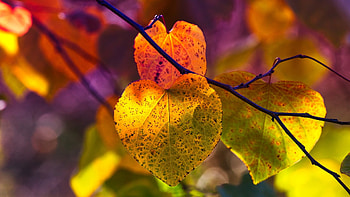 Autumn leaves, nature, forests, orange, macro, graphy, fall, branch, leaves, pretty, red, green HD wallpaper