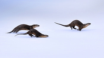 Best otter , High resolution, Full , Computer HD wallpaper
