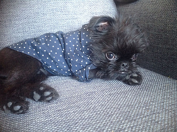 Brussels Griffon, George the Griffon, Cute dogs, Playful puppies HD wallpaper