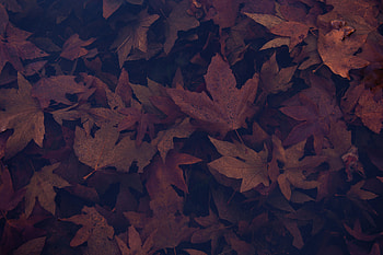 Dark, portrait, maple leaves, autumn HD wallpaper
