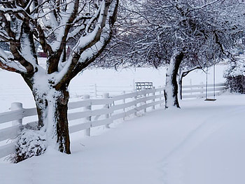 White Fence, winter, snow, tree, fence HD wallpaper