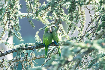 Animals, Parrots, Branches, Tenderness, Couples, Fume HD wallpaper