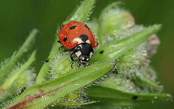 Grass, Macro, Close-Up, Insect, Ladybug, Ladybird HD wallpaper