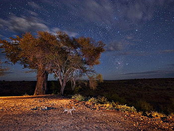 Night Landscape Tanzania, night, deer, sky, nature, tree HD wallpaper
