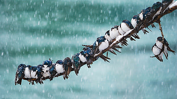 Swallow , Avian beauty, Nature-inspired, Digital art HD wallpaper