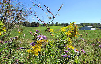 Wildflower Country, september, field, flower, farm, nature, country HD wallpaper