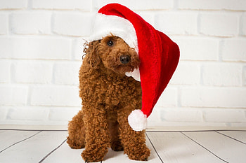 Merry Christmas!, dog, animal, white, craciun, catel, cute, poodle, christmas, red, funny, santa, hat HD wallpaper