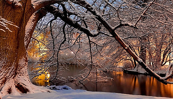 River near park, branches, trees, river, park HD wallpaper