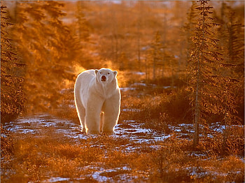 Magnificent and Mighty, trees, white, woods, bear HD wallpaper