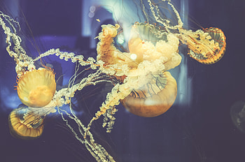 Nature, Jellyfish, Underwater World, To Swim, Swim HD wallpaper