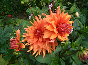 Flowers, Greens, Flower Bed, Flowerbed, Dahlias HD wallpaper