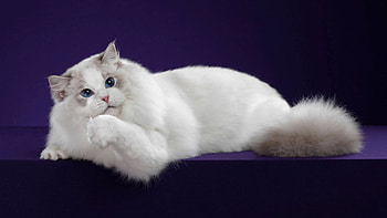 Blue Eyes White Fur Cat In Purple Background Cat HD wallpaper