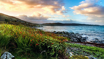 Sunrise on the Coast of Scotland, sea, wildflowers, coastline, landscape, clouds, sky HD wallpaper