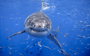 Sea , Shark animals shark, White shark animals, Great white HD wallpaper