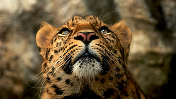Leopard Animals Blue Eyes Yellow Fur HD wallpaper