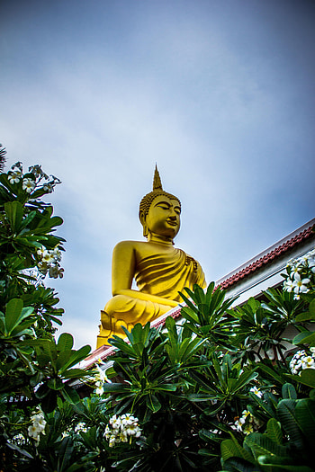 Plants, Buddha, Miscellanea, Miscellaneous, Statue, Buddhism, Sculpture HD phone wallpaper