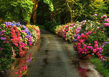 Floral alley, colorful, path, garden, floral, beautiful, park, summer, trees, alley, nature, flowers, forest HD wallpaper