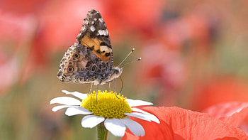 Butterflies, Insects HD wallpaper