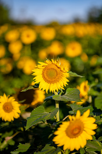 Flowers, Macro, Petals, Sunflower HD phone wallpaper