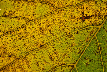 Macro, Sheet, Leaf, Stains, Spots, Veins HD wallpaper