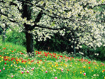 Plants, Landscape, Flowers, Trees HD wallpaper