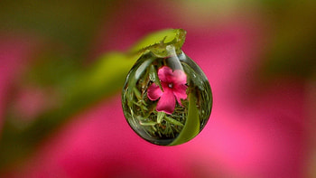 Reflection, Flower, Macro, Drop, Stem, Stalk HD wallpaper