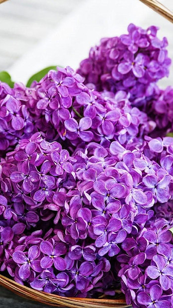 Lilac, Purple, Flower HD phone wallpaper