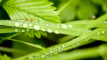 Grass, Drops, Plant, Macro HD wallpaper