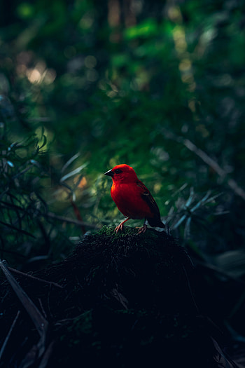 Animals, Bright, Bird, Branches, Red Bird HD phone wallpaper