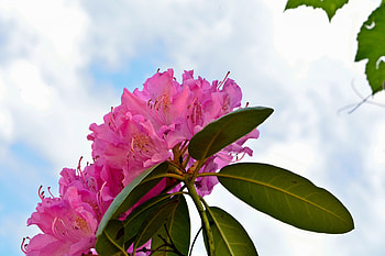 Blue Sky Flower, blue sky, pink, pink flowers, pretty sky HD wallpaper