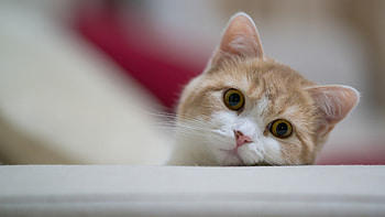 0 Cat Cat HD wallpaper
