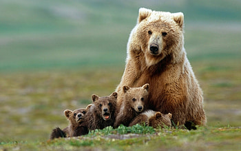 Most viewed bear , , Trending, Popular HD wallpaper