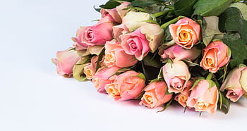 A stunning bouquet of pink roses against a white backdrop, perfect for romantic occasions. HD wallpaper