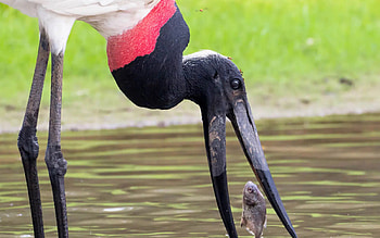 Tierfotografie Faunity, Jabiru, Majestic Bird, Wildlife graphy HD wallpaper