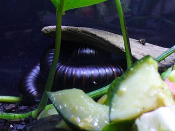giant centipede big, nature, bugs HD wallpaper