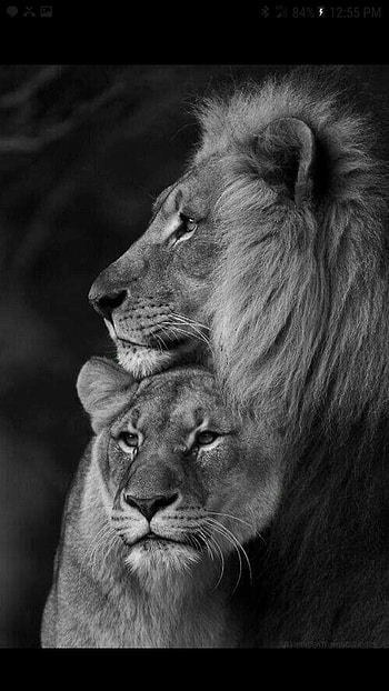 Ivy (Sunshine), Lion Couple HD phone wallpaper