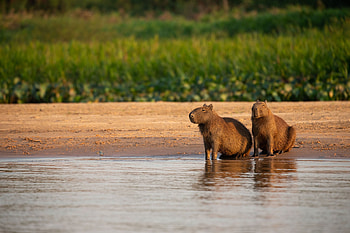 Couple, Capybaras HD wallpaper