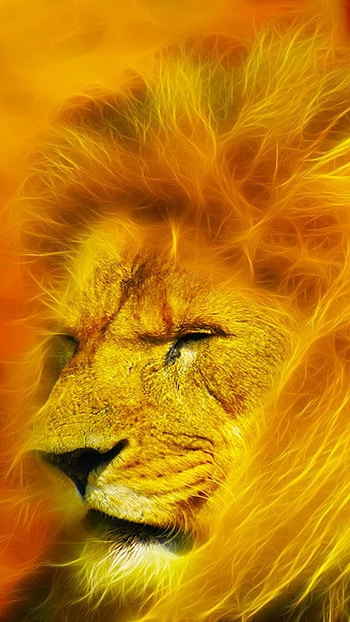 Lion , Digital Art, Lion HD phone wallpaper